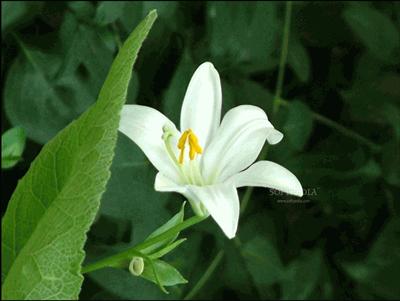 FLOWER1