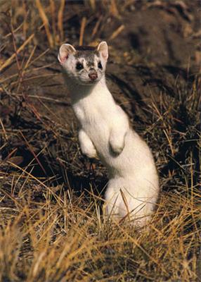 Weasel