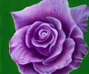 purple rose