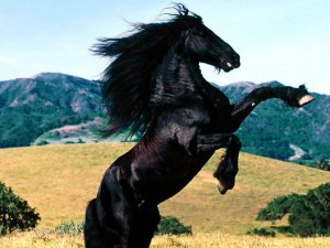 Horse Gallopffle