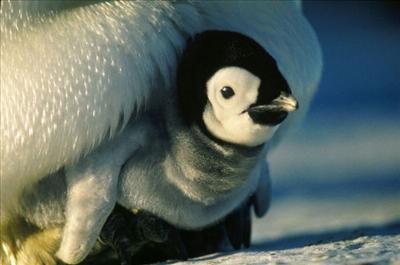 Bébé