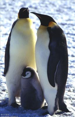 Famille