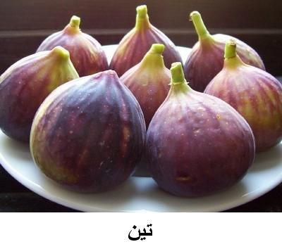 kozan mayası