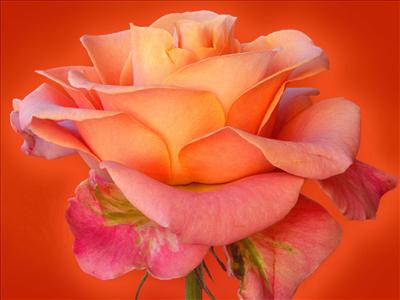 rose