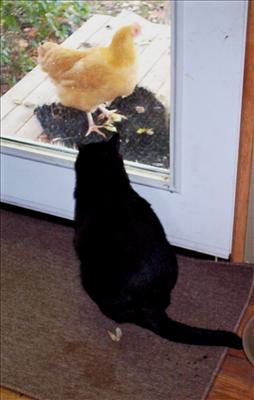 Stare down