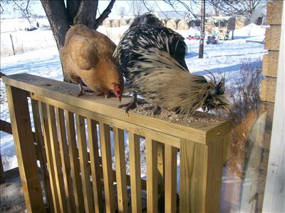 Rooster cogburn and allies eating