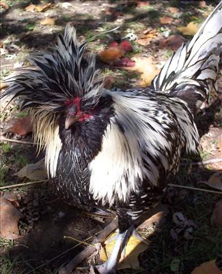 Rooster Cogburn