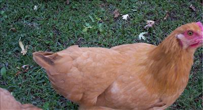 Buff Orpington Hen