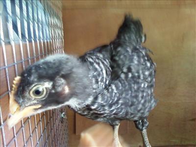 A curious barred rock ,submitted by Beth