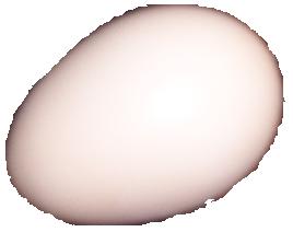 First Egg