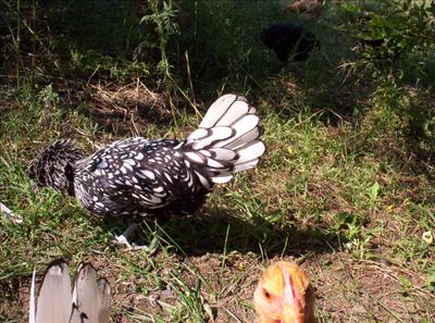 Chicken ruins Photo opportunity