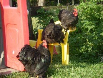 Georgie, Gracie, and Riki, submitted by Debby