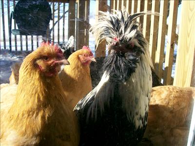 The chickens who want to be let in