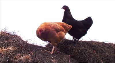 Haybale Hens