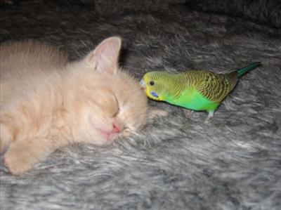 True Best friend