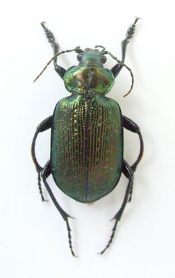 Orine decolorante
