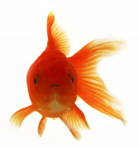 Gold Fish