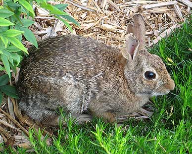 Bunny