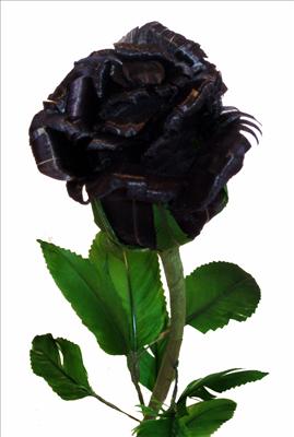 Black rose