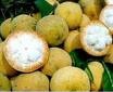 Santol