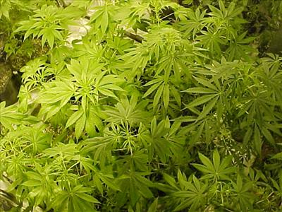 hole dope plant