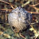 An occupied wasp nest