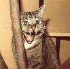Rabid cat