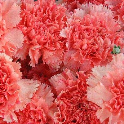 Pink Carnations