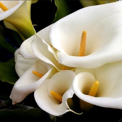 White Lillies