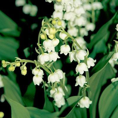 Lilly of the Valley