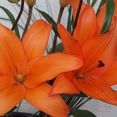 Orange Asiatic Lillies