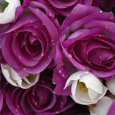 Purple Roses