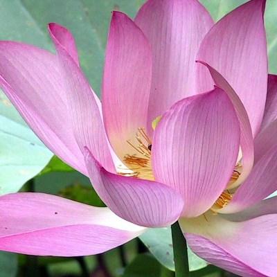 Lotus Flower