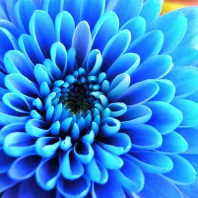 Blue Blossom