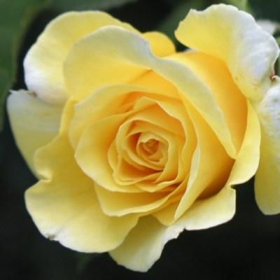 Yellow Rose