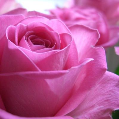 Pink Rose