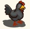 black chicken