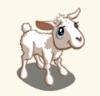 lamb
