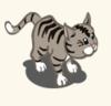 greey cat