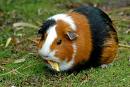 Guinea-Pig