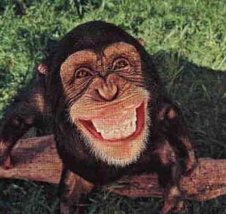 Monkey.