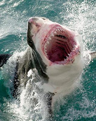 aten by shark