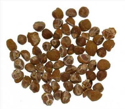 seeds to a brighter and greener future