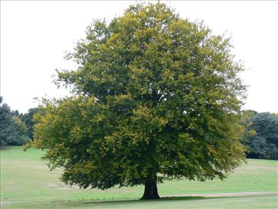 A green tree