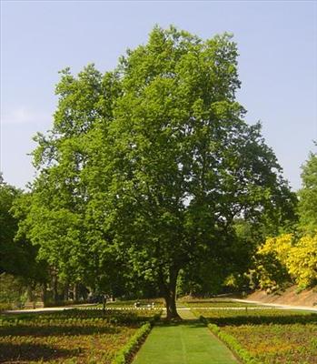 A green tree