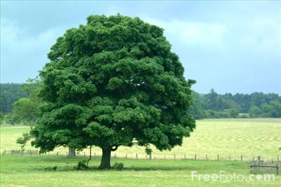 A green tree
