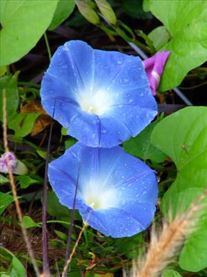 blue morning glory 