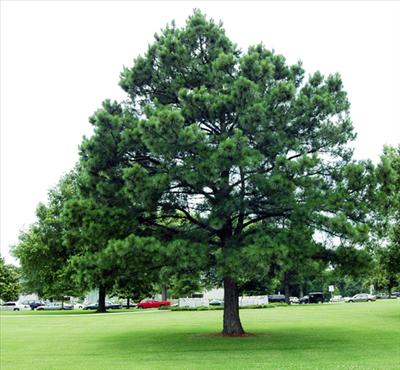 A green tree