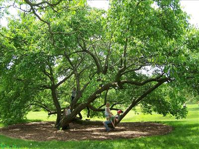 Family tree
