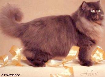 Chocolate Cat